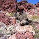 <div>Amici Cacciatori: Eccovi delle foto di giorni di caccia in Patagonia indimenticabili!!!!....Oltre il lato venatorio..che non è poco!!...il resto e' un mix di elementi,  tipo amicizia e semplicità di chi  abita quei posti, i quali ci riportano indietro nel tempo e ci fanno capire che stiamo correndo troppo avanti!!... le foto parlano da se..!!..</div><div>Cordiali Saluti. Brunello </div>